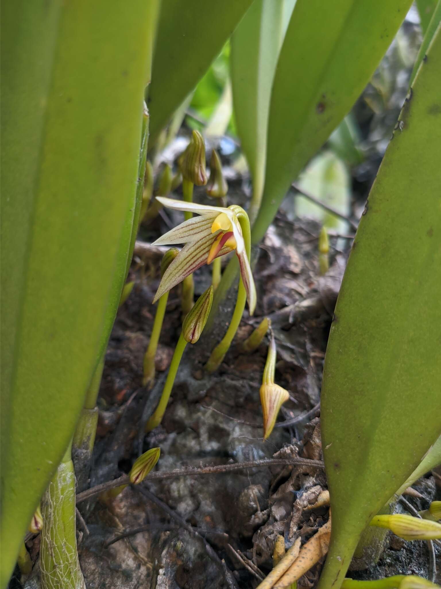 Image of Bulbophyllum affine Wall. ex Lindl.