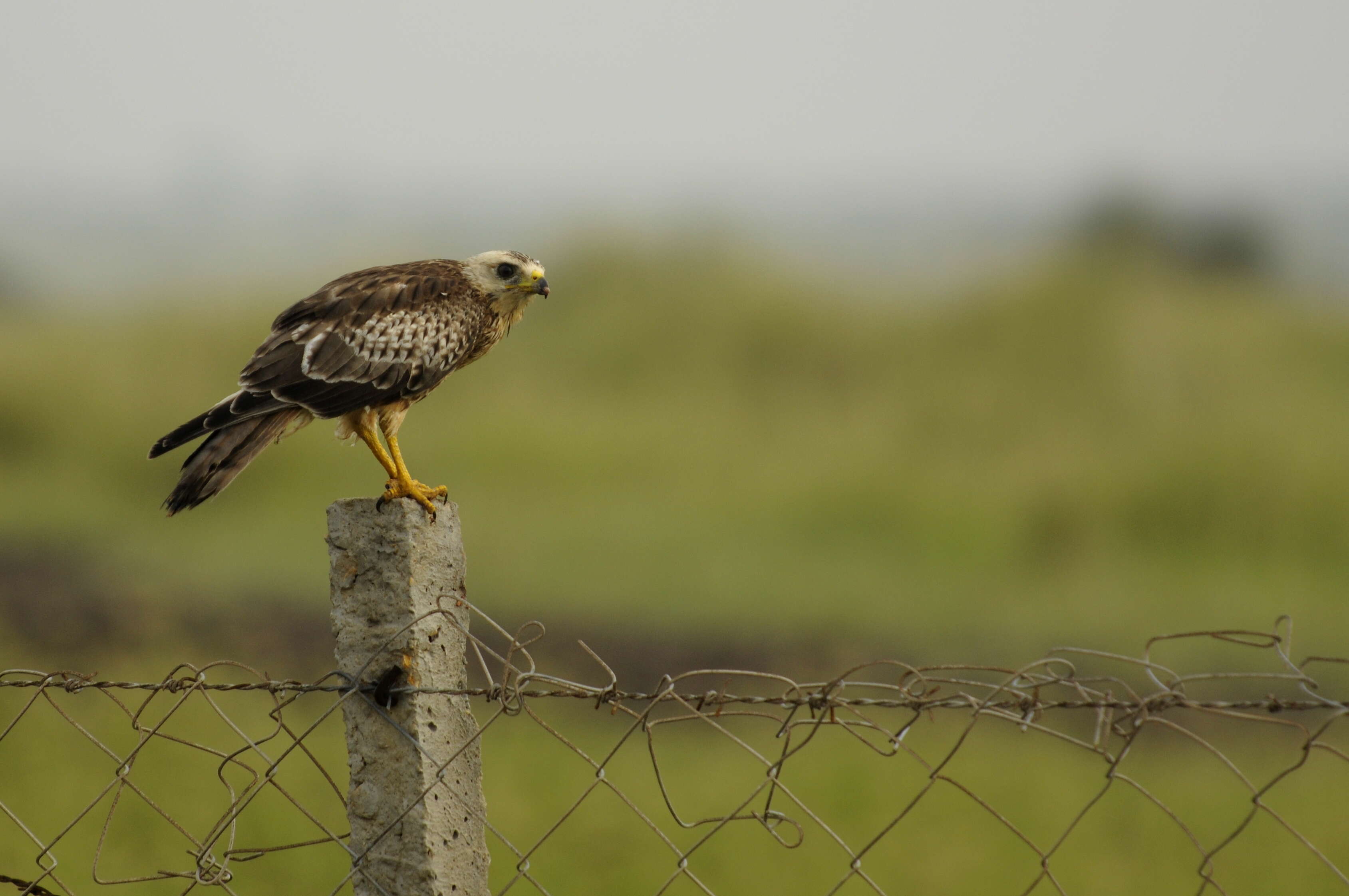 Image of White-eyed Buzzard