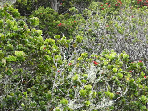 Chlorodrepanis stejnegeri (Wilson & SB 1890)的圖片