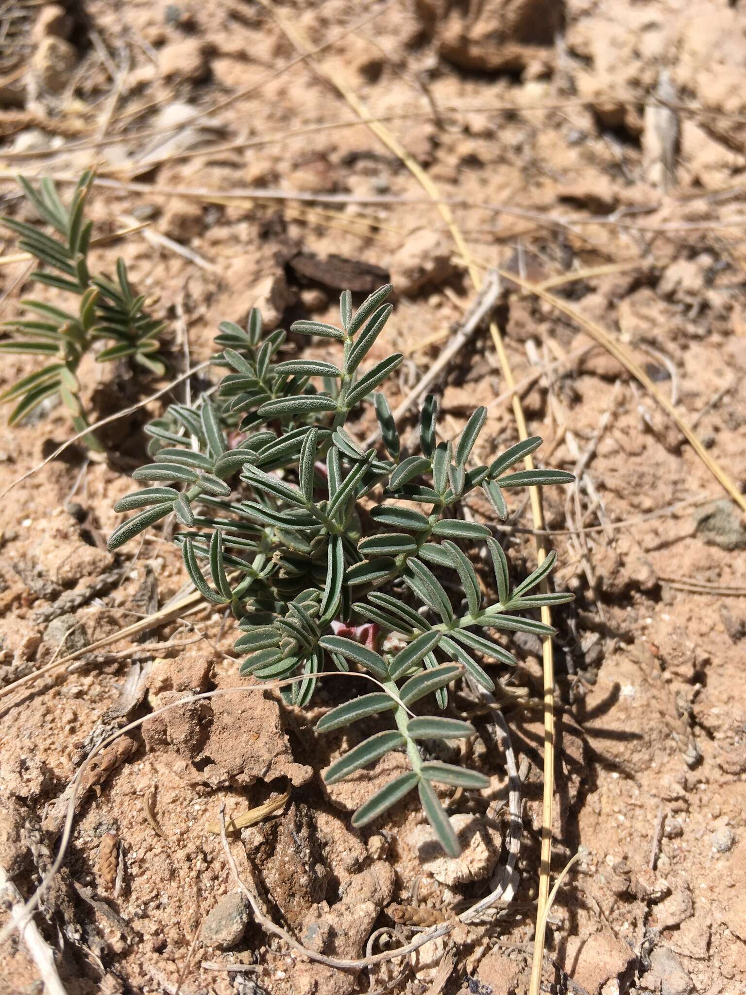 Image of Hopi milkvetch