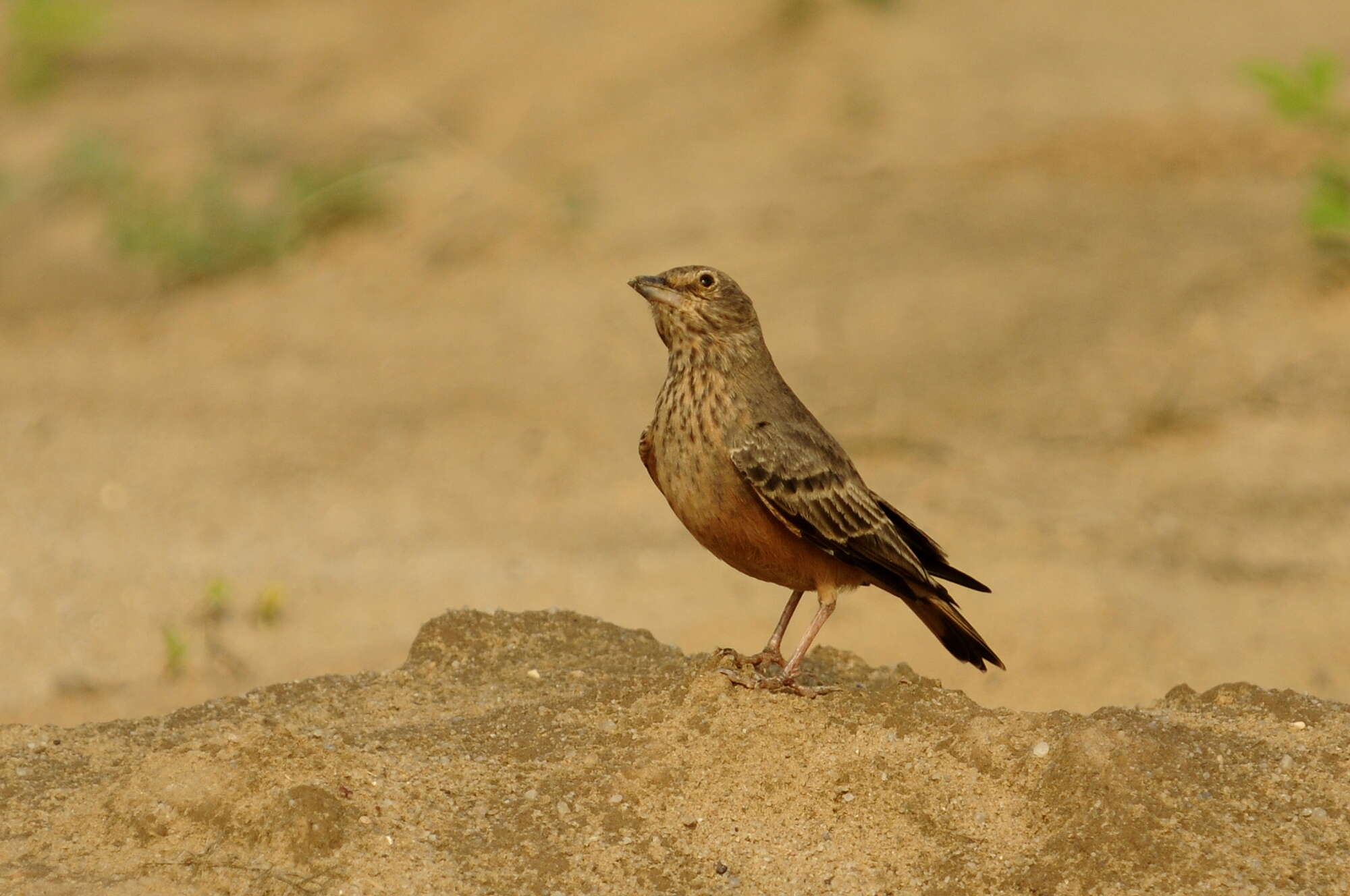 Image of Rufous-tailed Lark