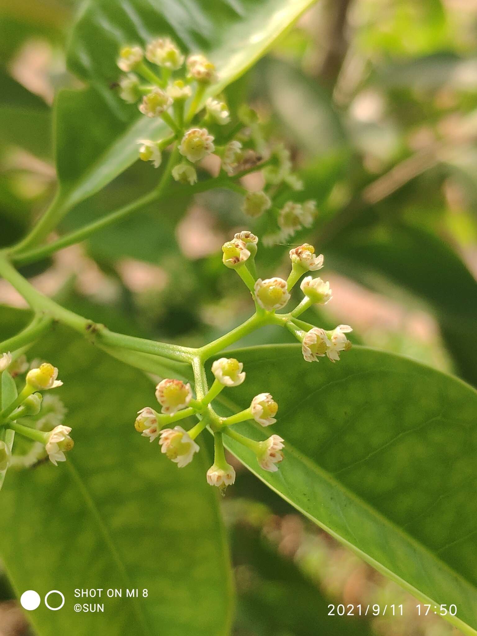 Image of Ilex cymosa Bl.