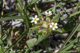 Image of Small-Flower Starlet