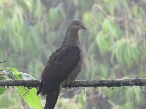 Image of Barred Cuckoo Dove