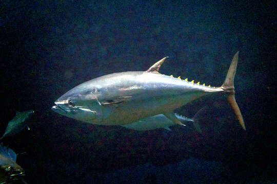 Image of Pacific Bluefin Tuna