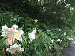 Lilium auratum Lindl. resmi