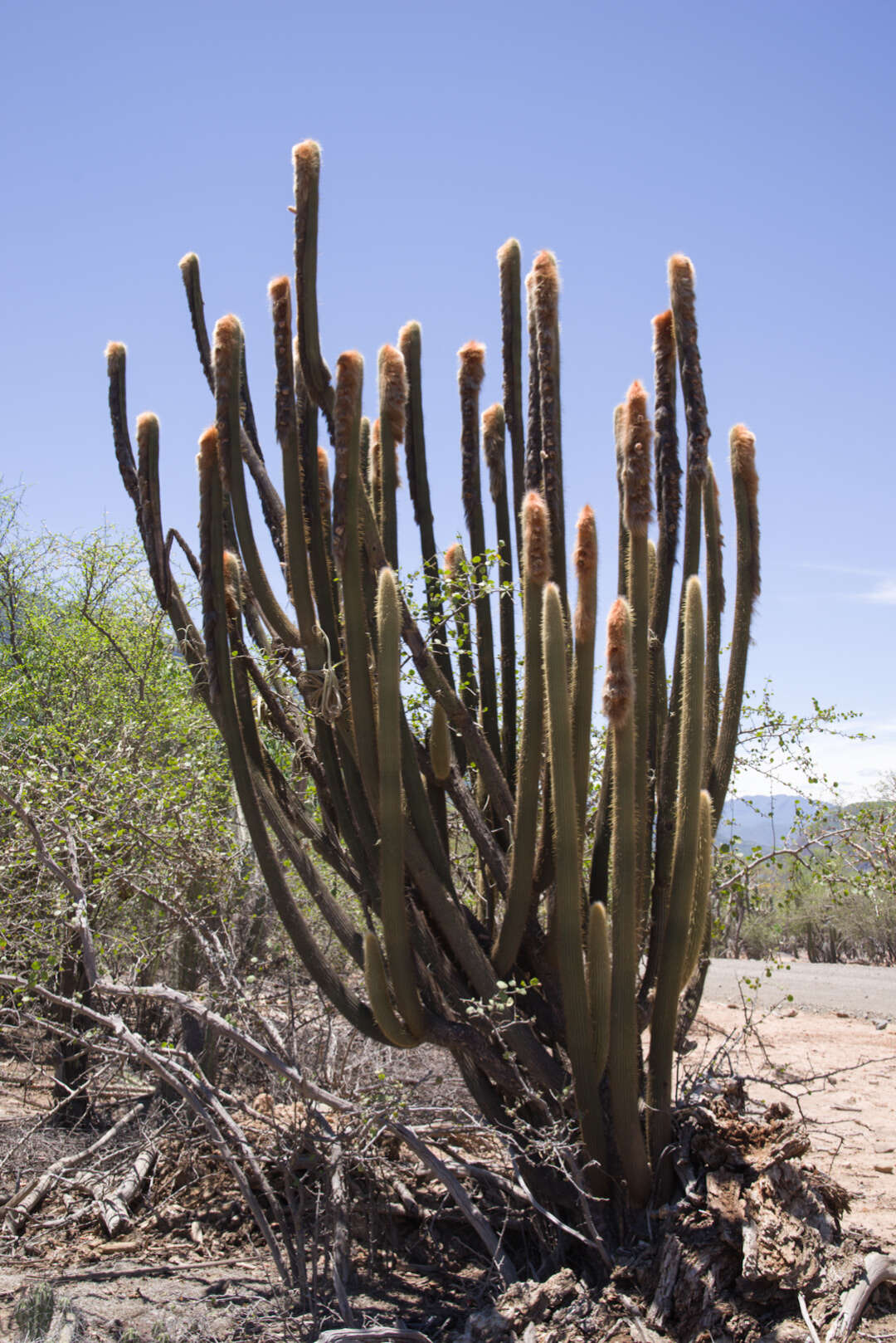 Image of Vatricania guentheri