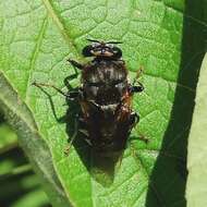 Image of Stratiomys constricta Walker 1860