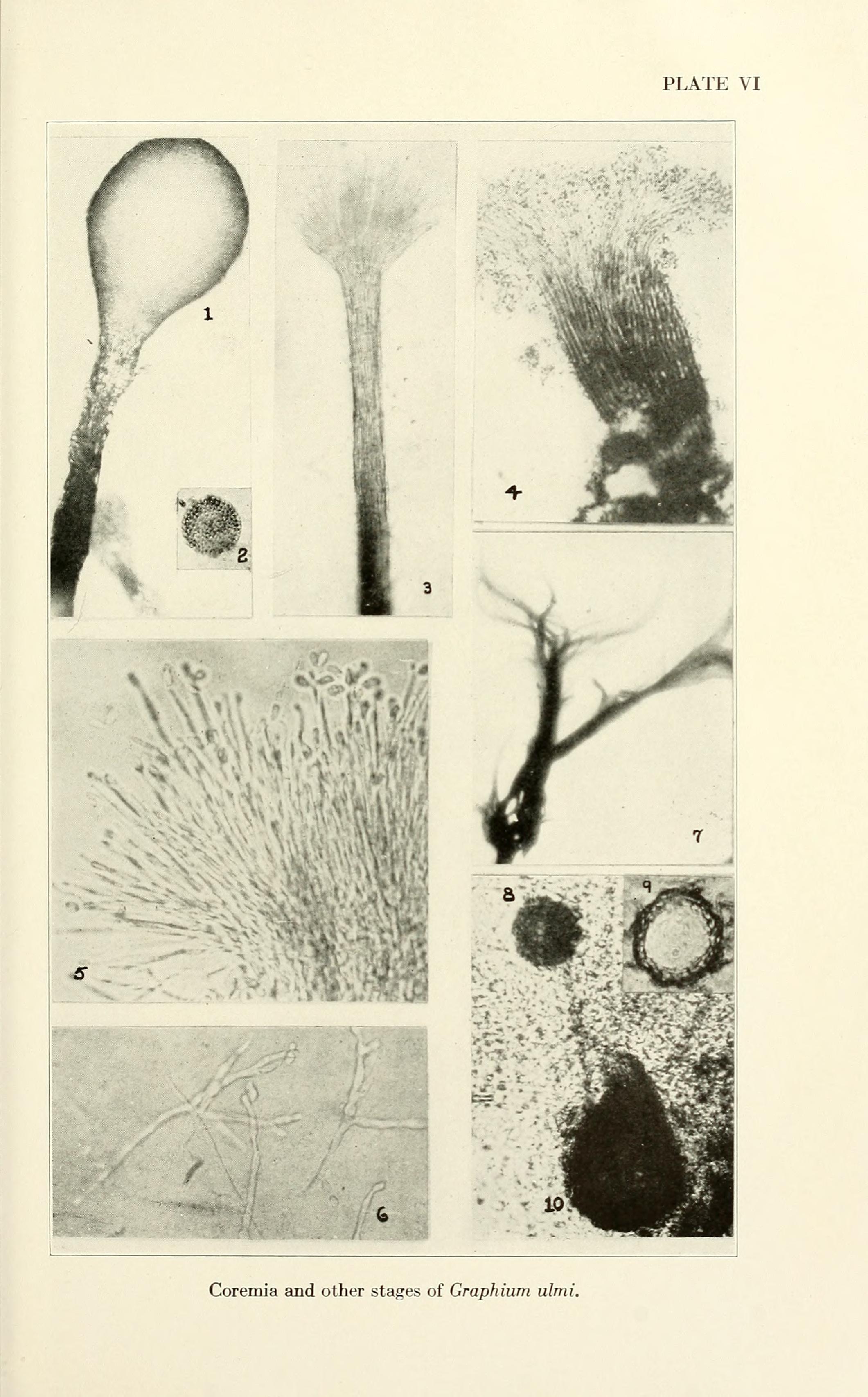 Image of Dutch elm disease