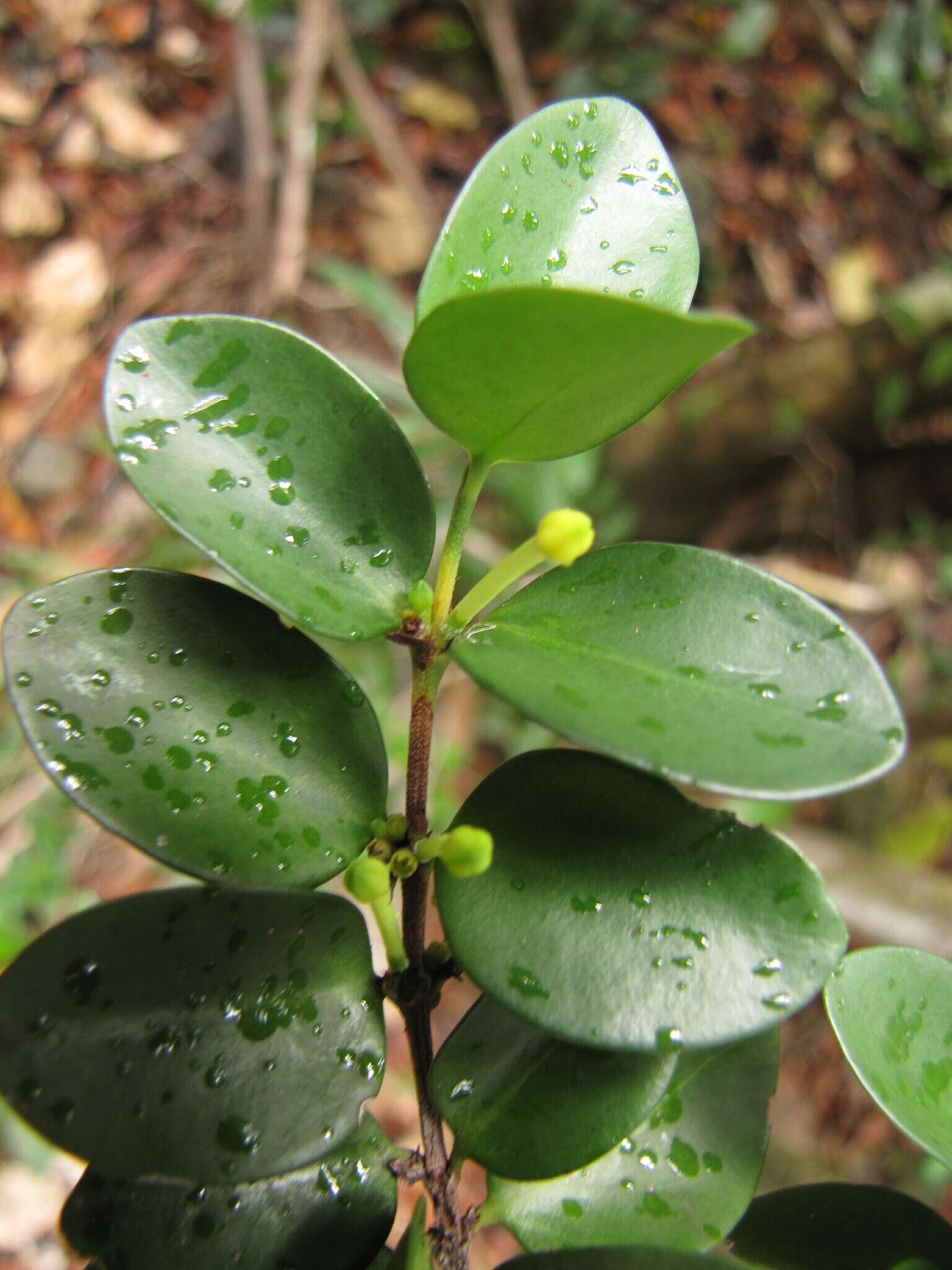 Image de Cyclophyllum jasminifolium Guillaumin & McKee