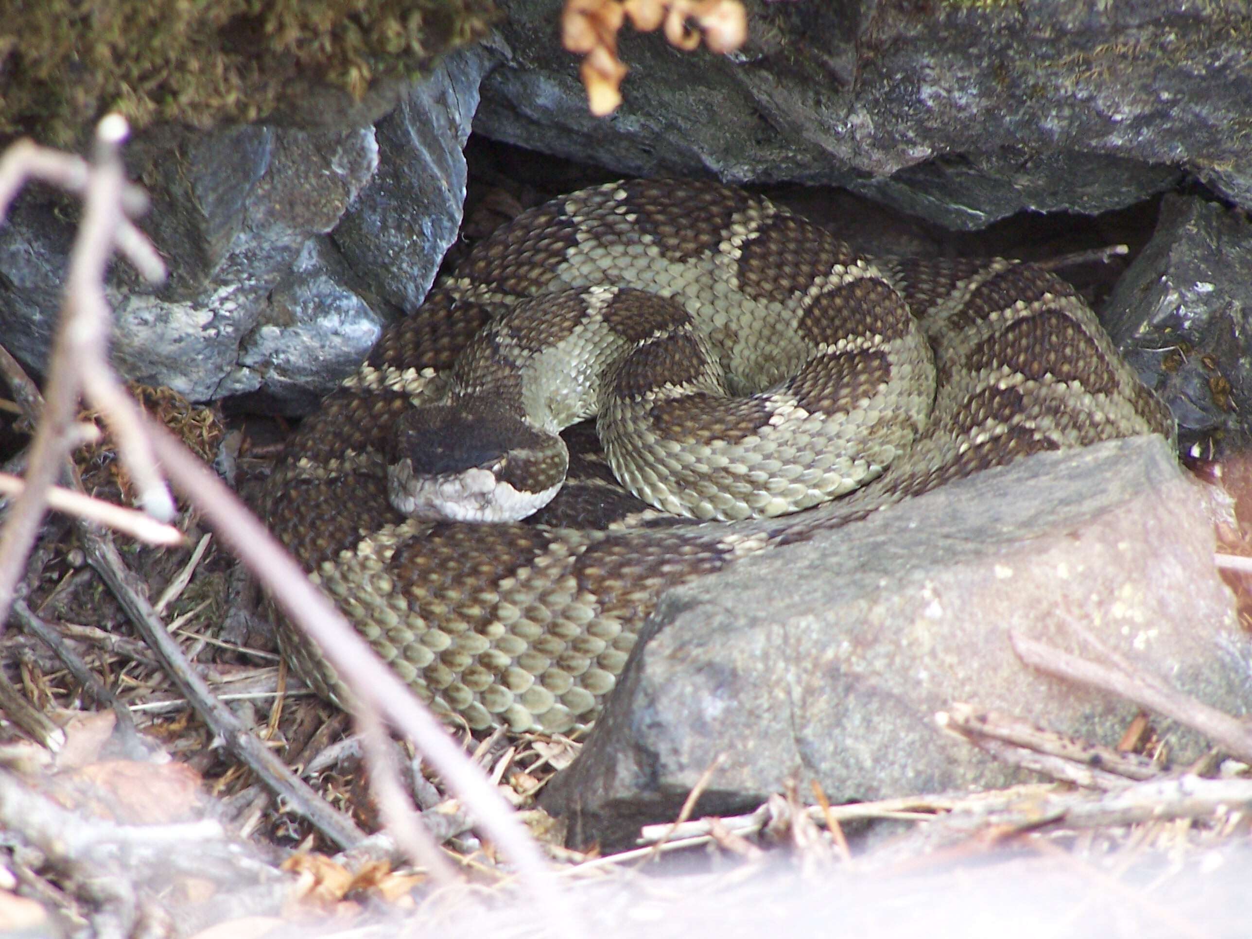 Image of Timber Rattlesnake