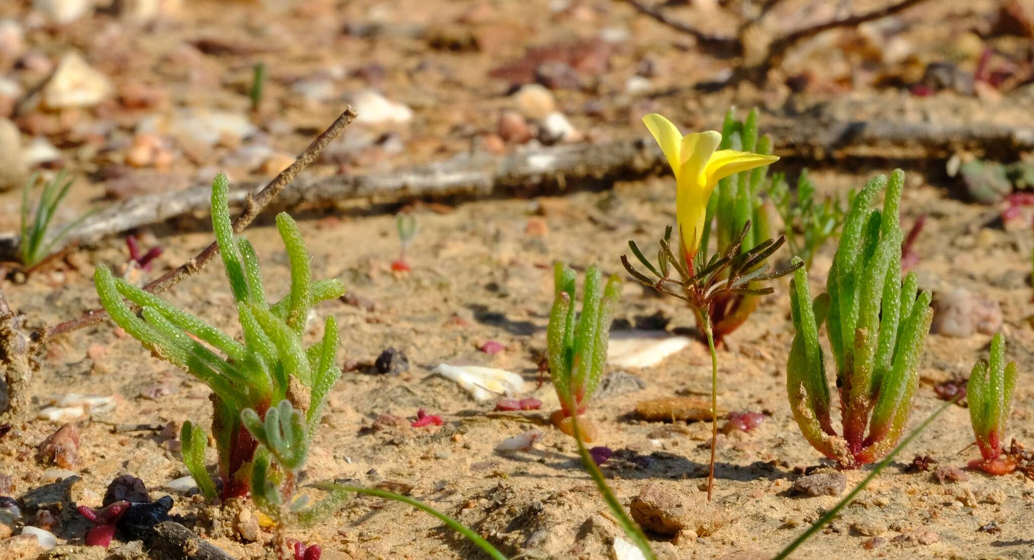 Sivun Oxalis fragilis Salter kuva