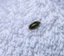 Image of Beet Beetle