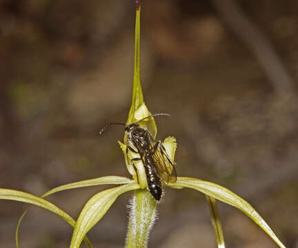 Image of Caladenia xanthochila D. Beards. & C. Beards.