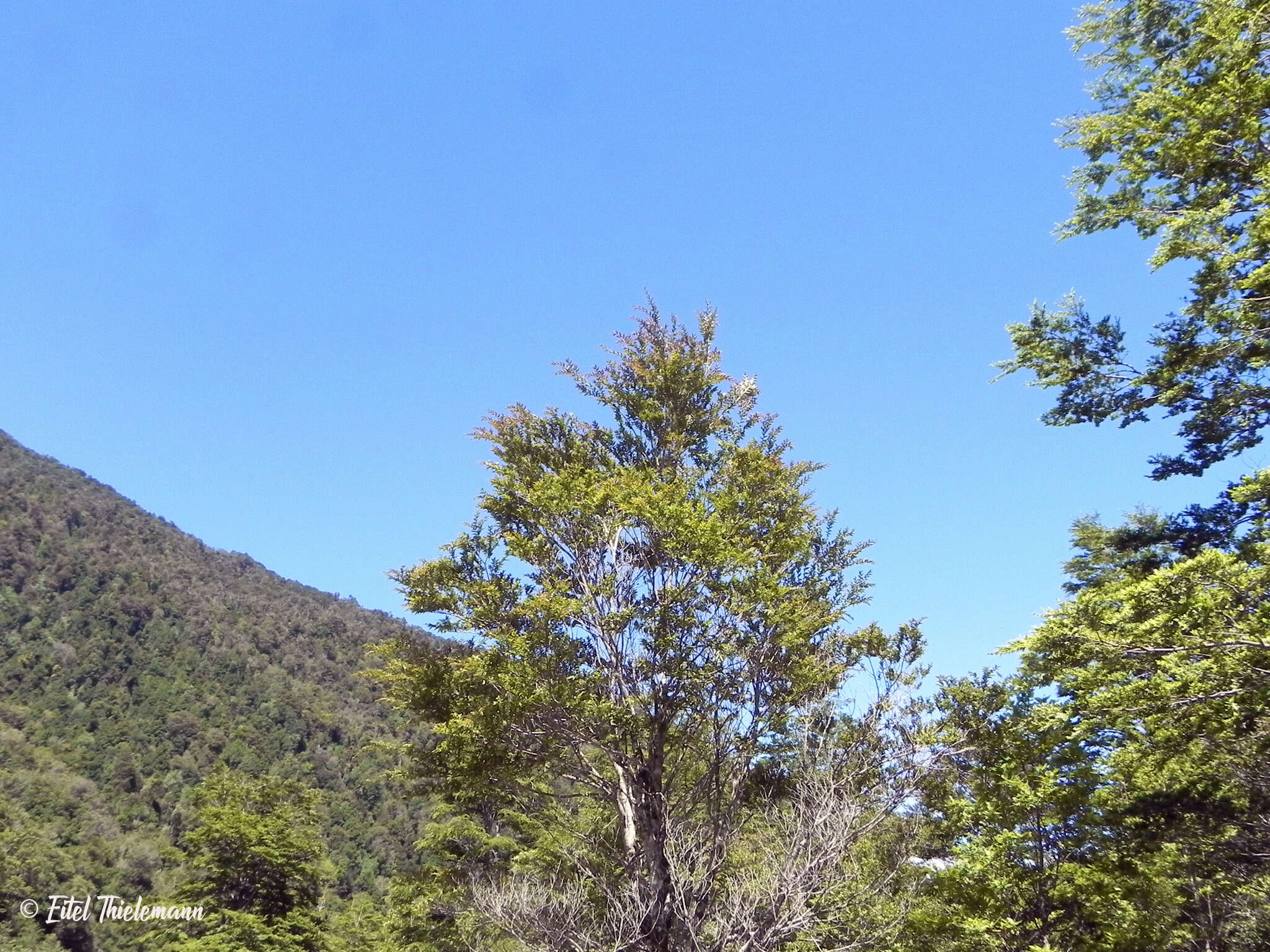 Image of Nothofagus nitida (Phil.) Krasser