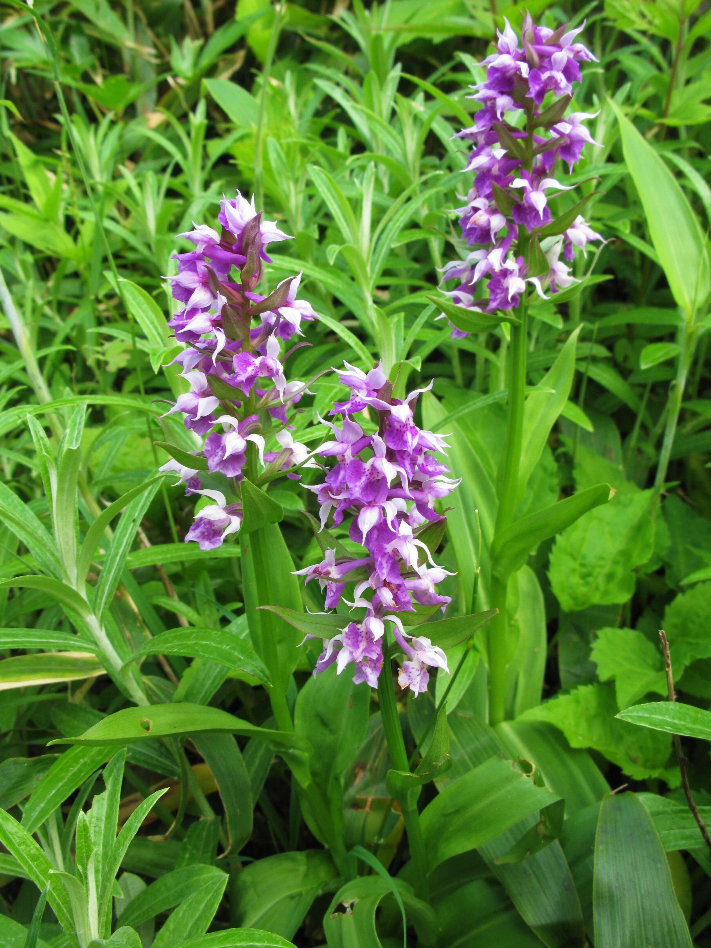 Image de Dactylorhiza aristata (Fisch. ex Lindl.) Soó