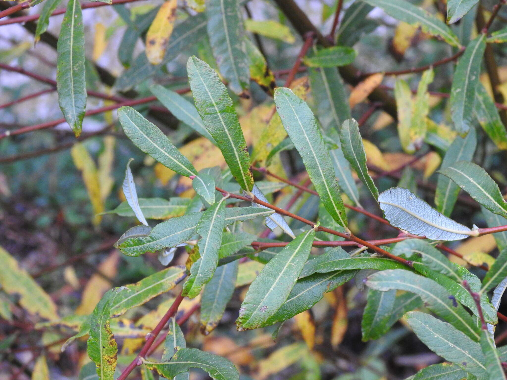 Image of Salix salviifolia Brot.