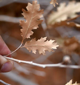 Image of Havard oak