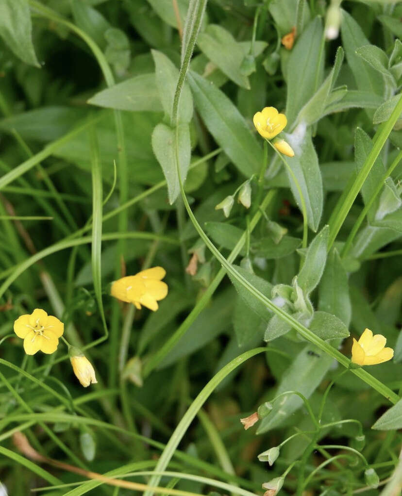 Image of Hammond's claytonia