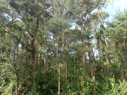 Imagem de Melaleuca biconvexa N. B. Byrnes