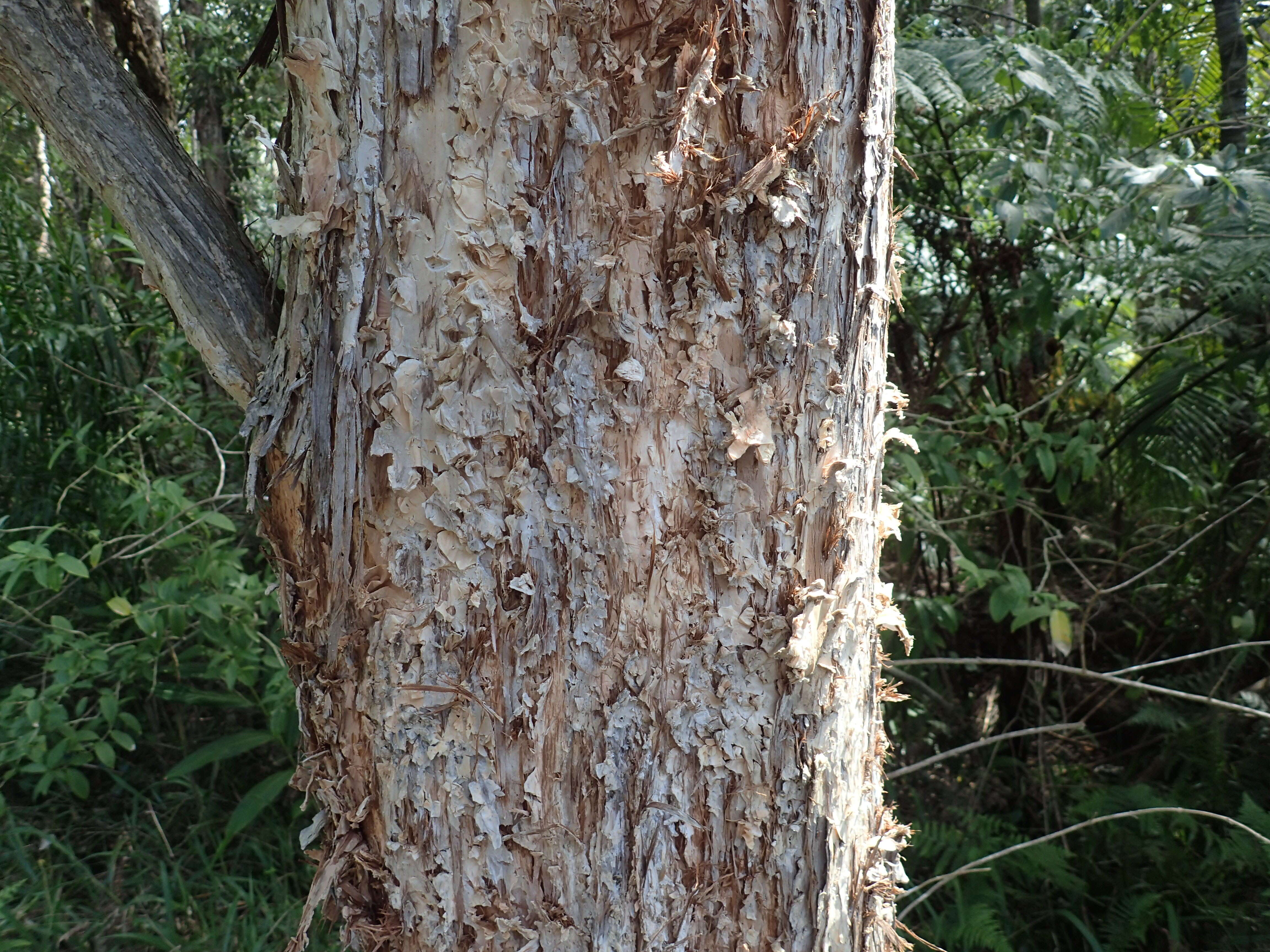 Imagem de Melaleuca biconvexa N. B. Byrnes