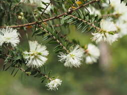 Sivun Melaleuca biconvexa N. B. Byrnes kuva