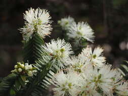 Sivun Melaleuca biconvexa N. B. Byrnes kuva