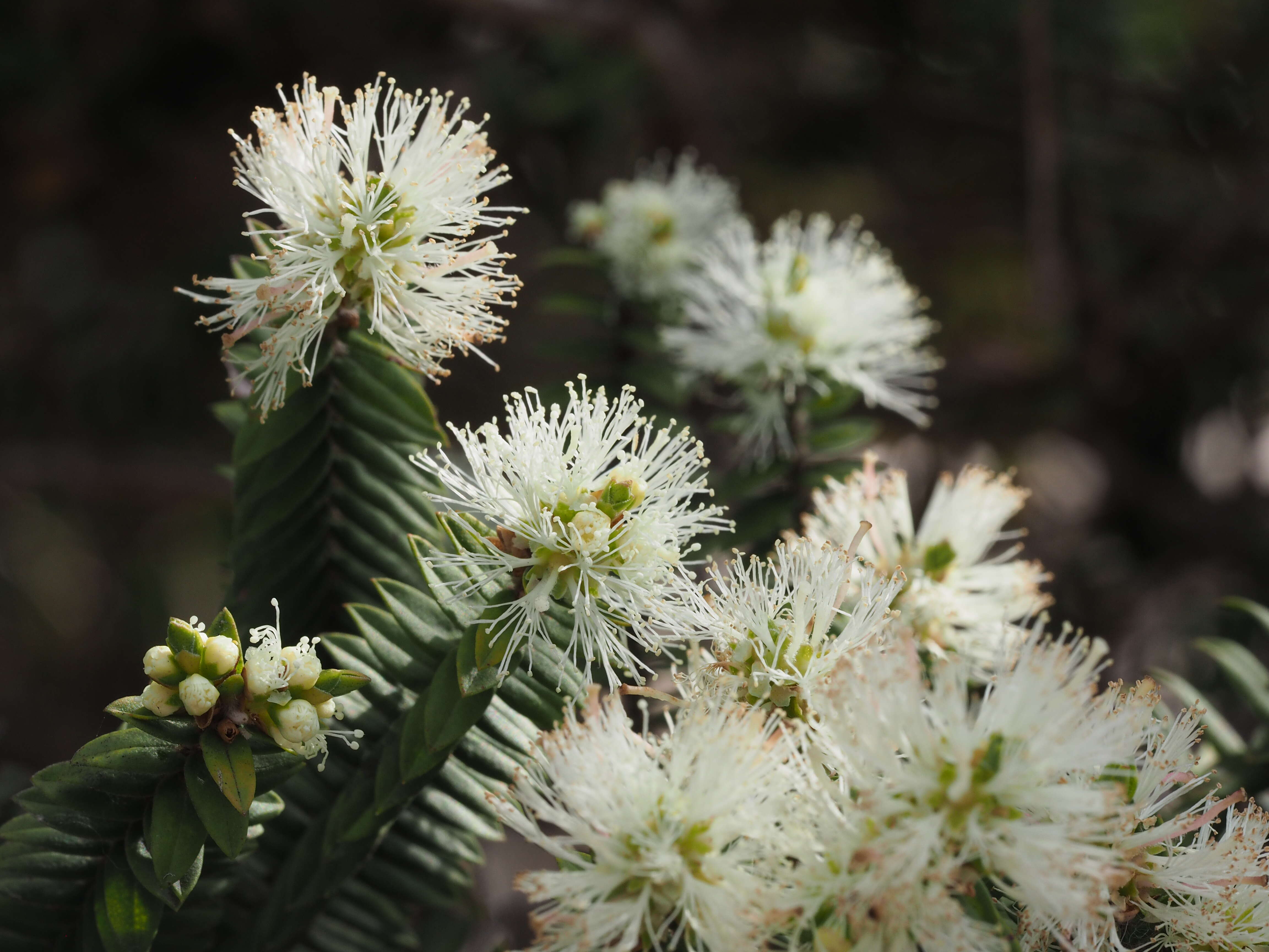 Imagem de Melaleuca biconvexa N. B. Byrnes