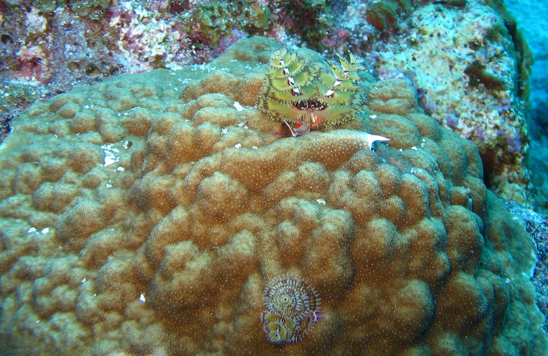 Image of Christmas tree worm