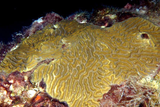 Image of Thin finger coral