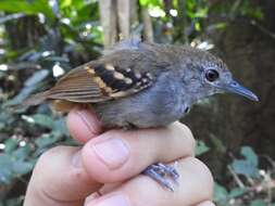 Image of White-eyed Antwren