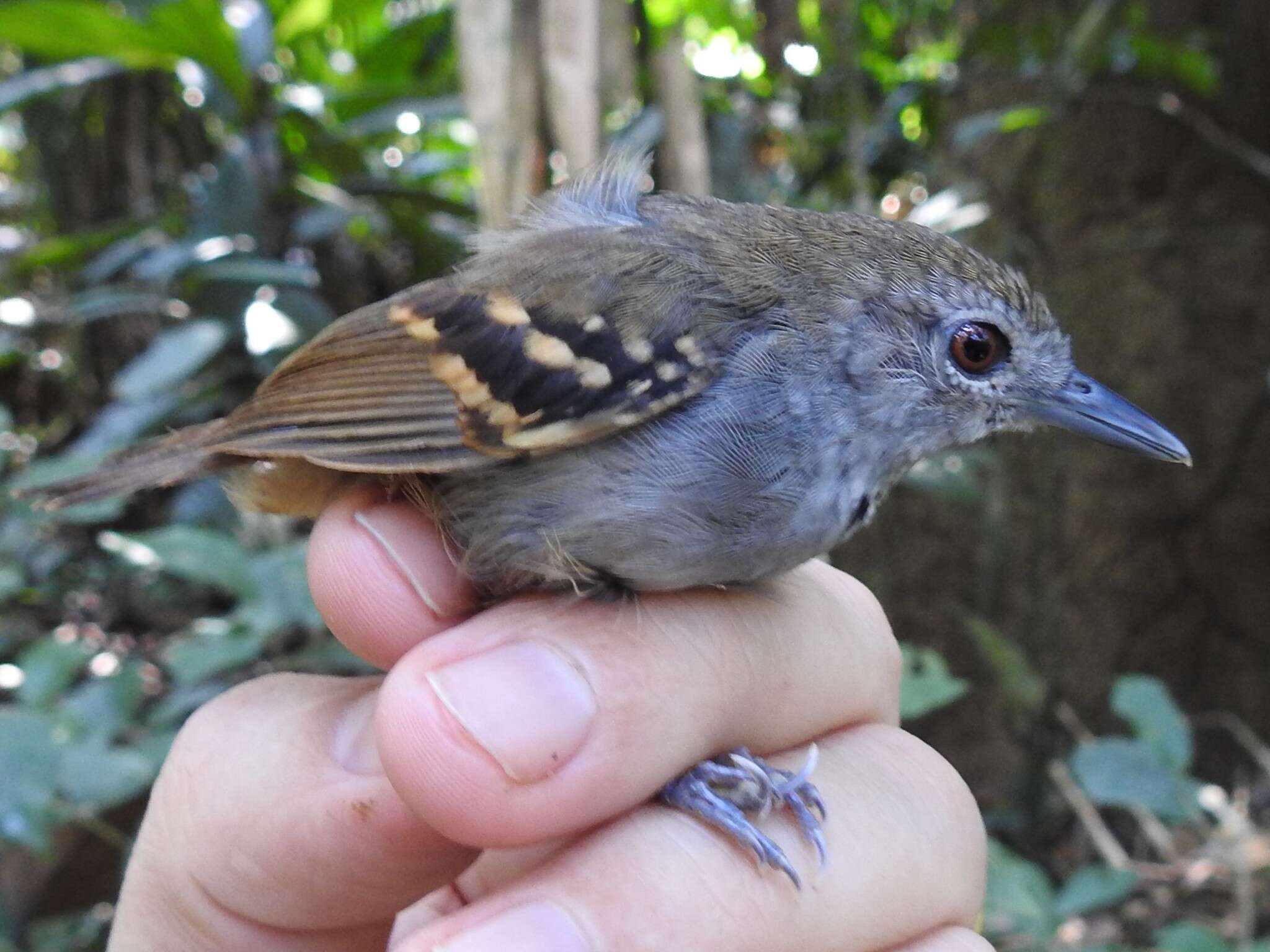 Image of White-eyed Antwren