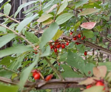 Image de Euonymus alatus subsp. sacrosancta (Koidz) Vorosh.