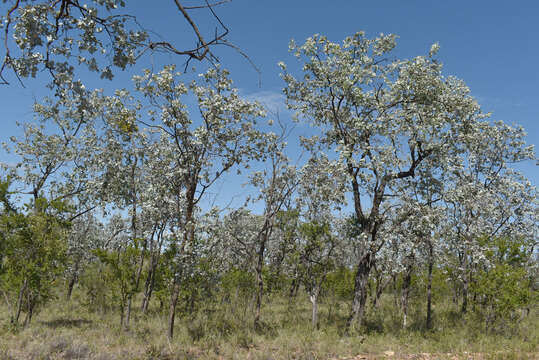 Image of Eucalyptus shirleyi Maiden