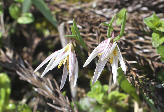 Imagem de Amana edulis (Miq.) Honda