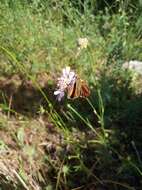 Image of lulworth skipper