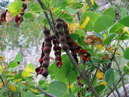 Sivun Erythrina flabelliformis Kearney kuva