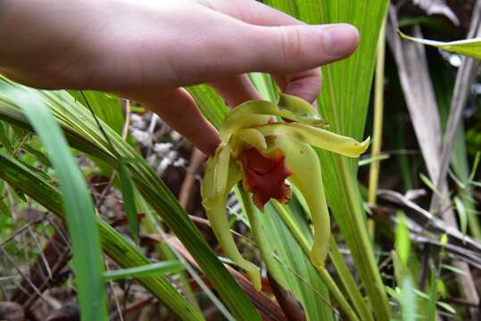 Image of Sudamerlycaste cinnabarina (Lindl. ex J. C. Stevens) Archila