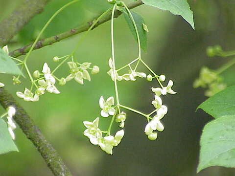 Image of Common spindle tree