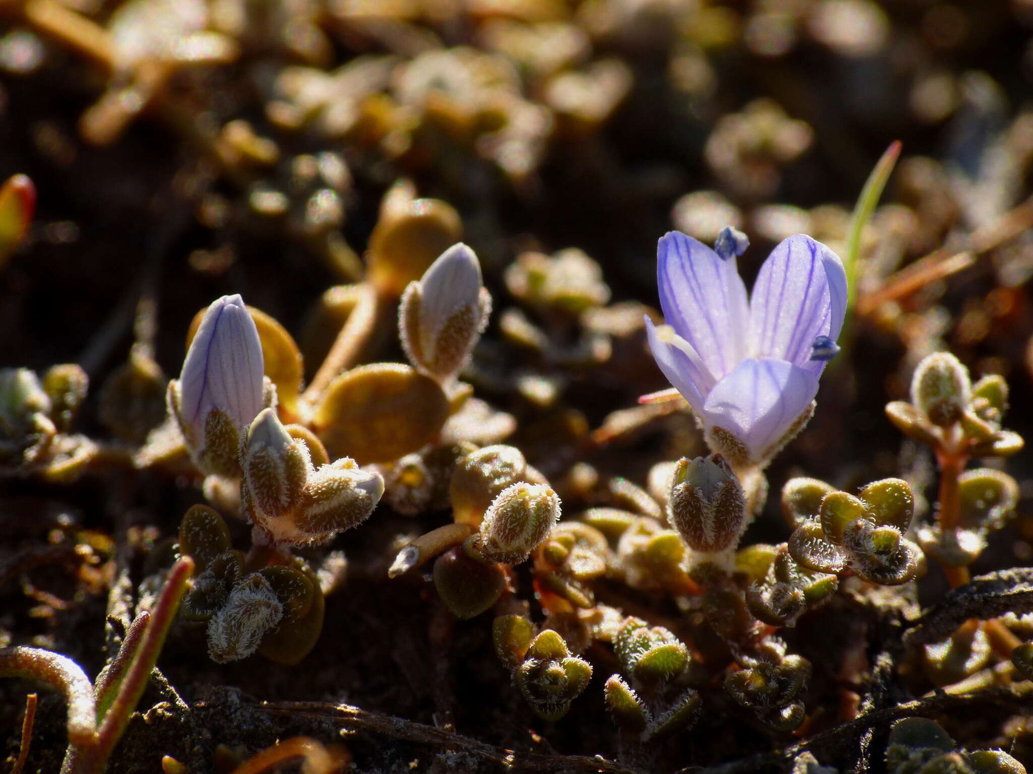 Veronica canescens T. Kirk resmi