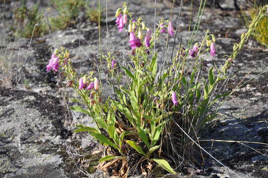 Image of Spanish digitalis