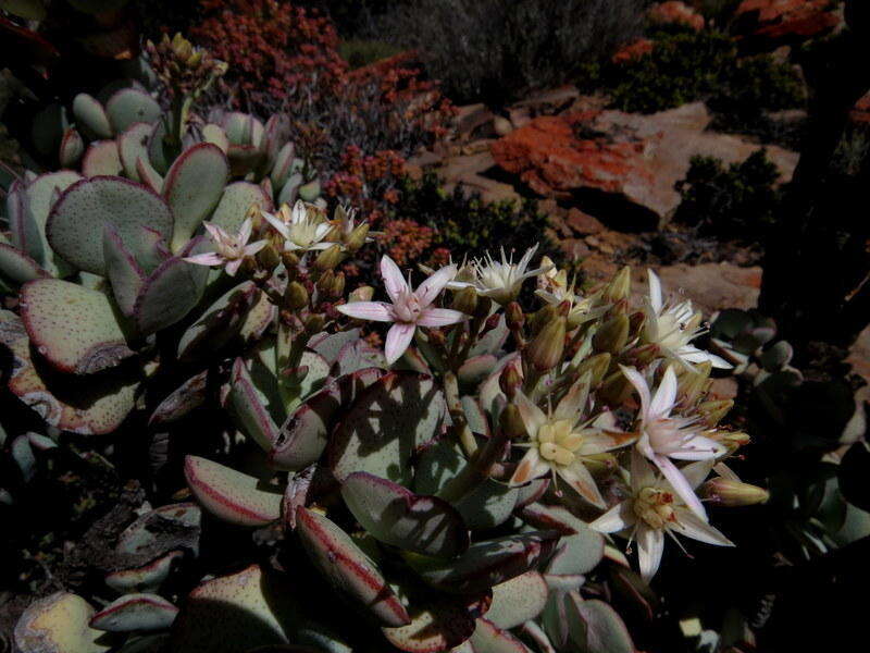 Image of Crassula arborescens subsp. arborescens