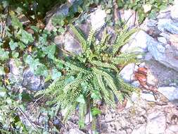 Imagem de Asplenium trichomanes subsp. quadrivalens D. E. Meyer