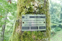 Image of Chestnut-leaved Oak