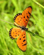 Image of Acraea terpsicore