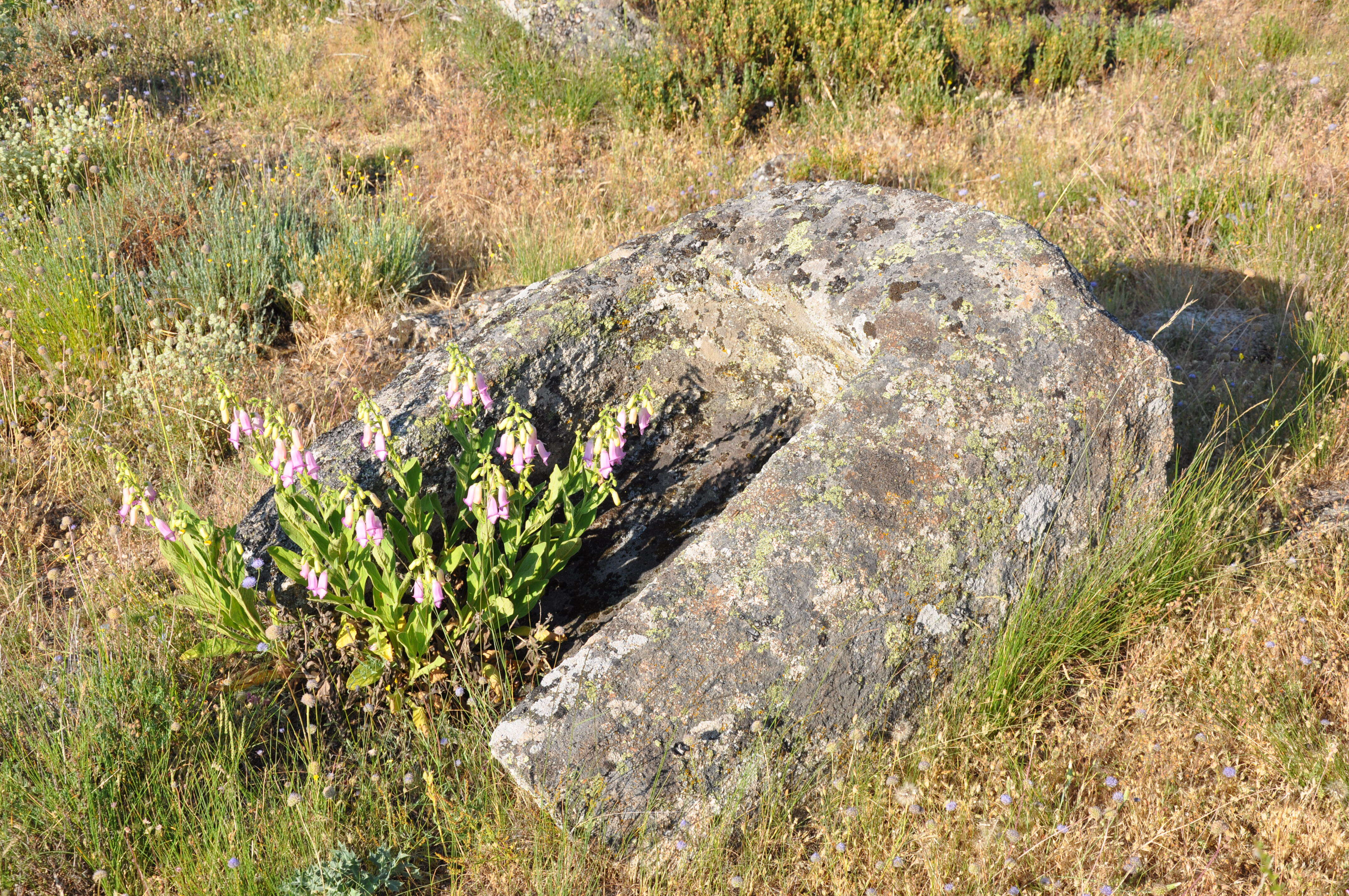 Image of Digitalis thapsi L.