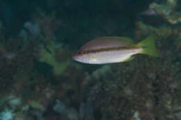 Image of Brownstripe snapper