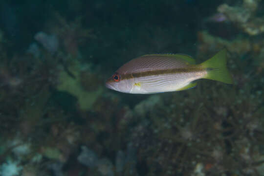 Image of Brownstripe snapper