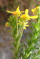 Image of Euryops virgineus (L. fil.) Less.