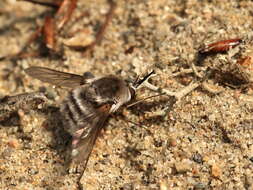 Image of Bombylius incanus Johnson 1907